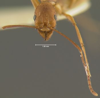 Media type: image;   Entomology 23136 Aspect: head frontal view